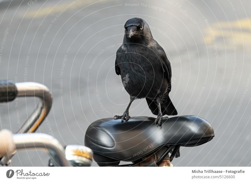 Jackdaw on a bicycle saddle Corvus monedula raven Raven Bird Head eyes Beak feathers plumage Grand piano Legs Claw Bicycle Saddle Town Amsterdam dutch