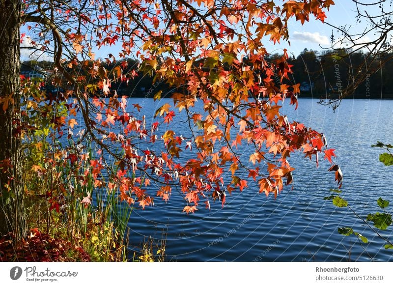 Autumn bright orange-red leaves of American amber tree over a lake. foliage Red October November liquidambar stycifflua fomosa trees Park Branch Twig Landscape