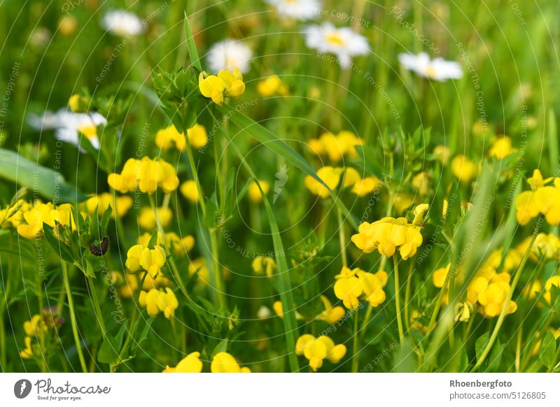 Common horn clover in a flower meadow with a small black caterpillar. Bird's foot trefoil Clover Yellow Caterpillar Butterfly Weed herbs flowers Flower