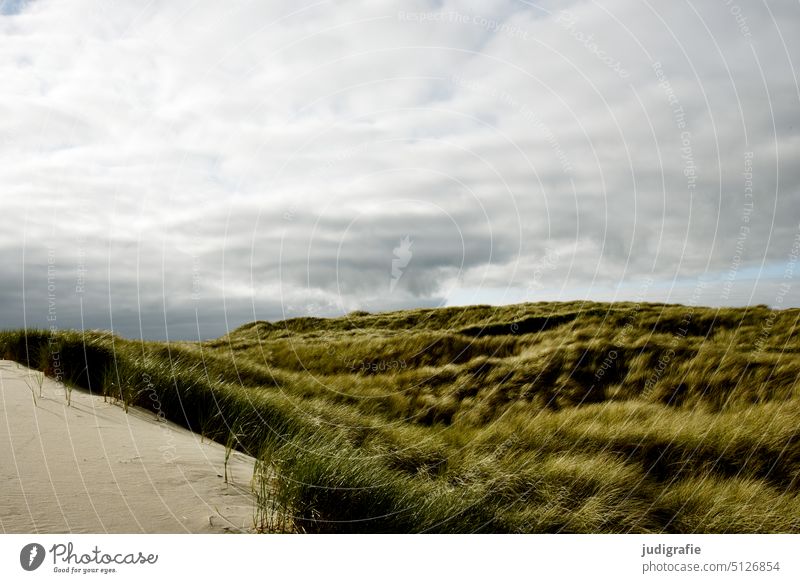 in the dunes duene Marram grass Sand coast North Sea North Sea coast Jutland Denmark Sky Clouds Beach Ocean Landscape Nature Vacation & Travel destination Soft