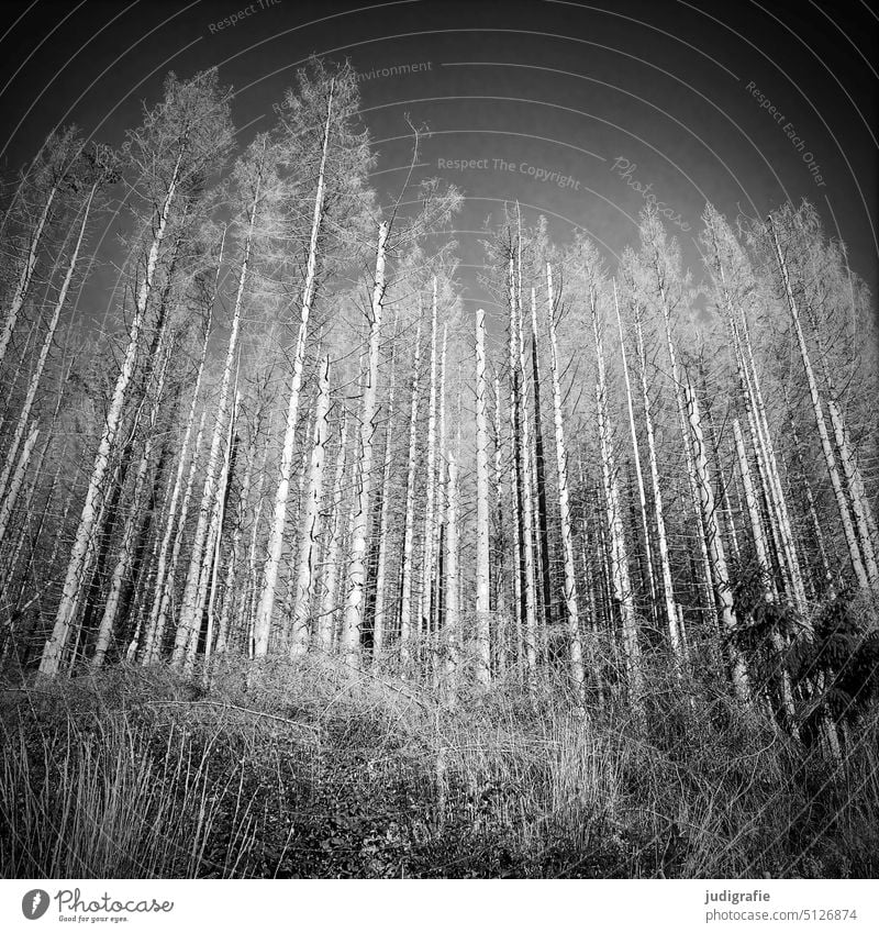 Spruce dieback in the Harz Mountains Forest Forest death Climate change Tree Nature Environment Forestry Bark-beetle forest Landscape Log trees spruces