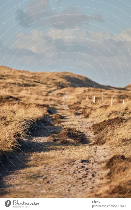 Dunes landscape in Denmark North Sea coast Winter Marram grass dune landscape Nature Landscape Beach Vacation & Travel duene dunes Sand Sky Clouds Tourism Blue