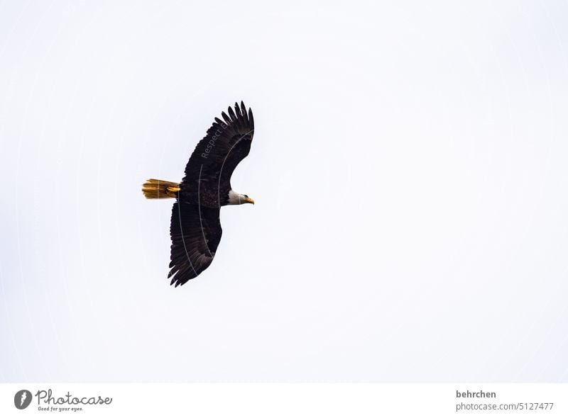 color reduced | black on white Sky plumage Bird Feather Wild animal Grand piano Freedom Beak Flying Exceptional Fantastic Far-off places Above Tall Colour photo