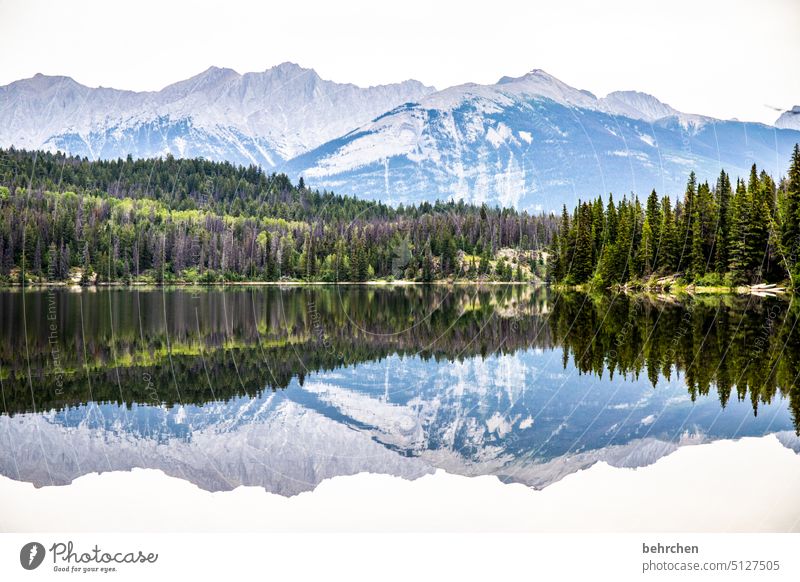 mirror stories trees Jasper national park Adventure Clouds tranquillity Alberta Idyll silent Impressive Peaceful Lonely Loneliness Sky Lake North America