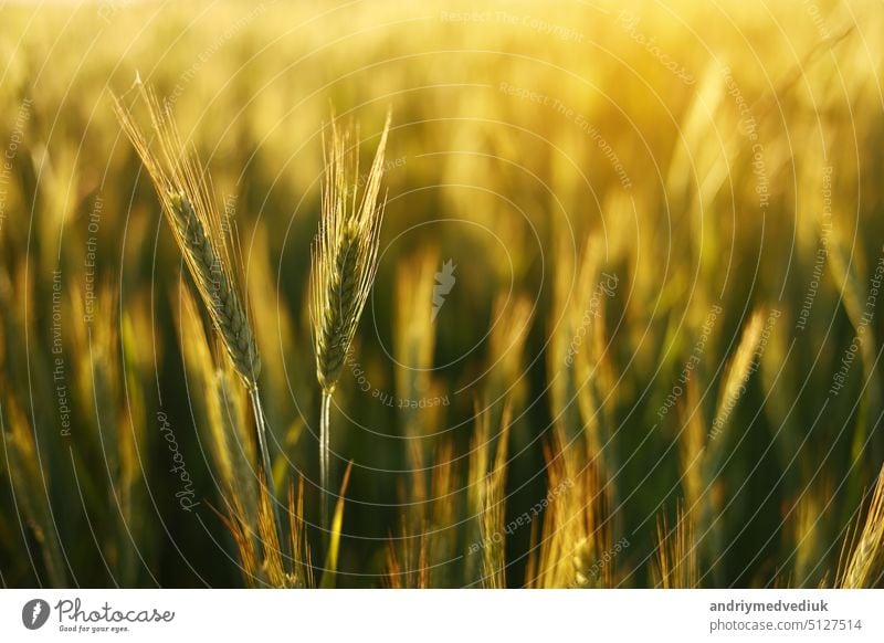 Wheat field. Ears of golden wheat close up. Beautiful Nature Sunset Landscape. Rural Scenery under Shining Sunlight. Background of ripening ears of wheat field.