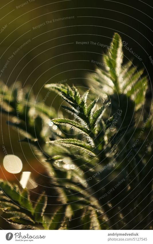 fresh green leaves with water drops. Green flowers in summer morning raindrops. Sun rays break through branch after rain. greens in clean dew drops. Sunbeam in summer nature. Ecology environment