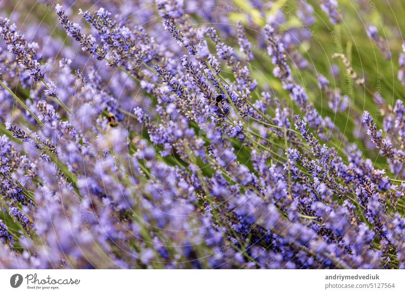 A closeup shot of a Bumblebee on a purple lavender flower with a blurred background. Bombus Terrestris, The Buff-Tailed Bumblebee or Large Earth Bumblebee, Collecting Pollen On Lavandula Angustifolia