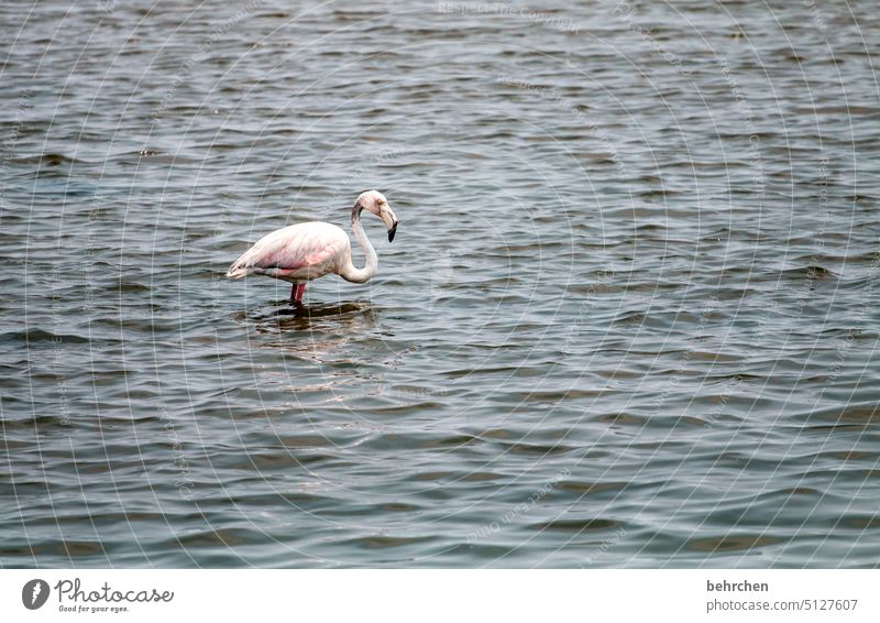 wet feet sandwich harbour Swakopmund Walvis bay especially Colour photo Nature Vacation & Travel Wanderlust travel Africa Namibia Ocean Wild animal birds