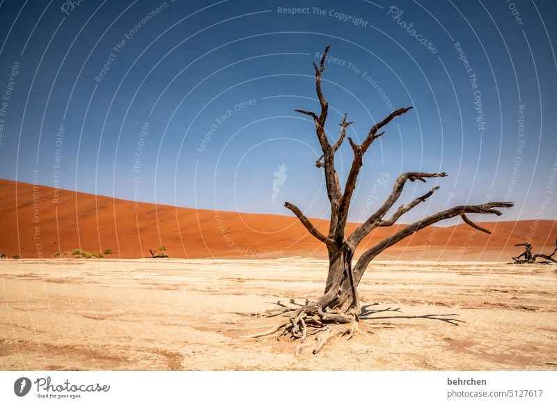 transience Environment Transience Climate change Dry Drought Sky duene dunes magical deadvlei sand dune Tree dead tree Impressive especially Warmth Adventure