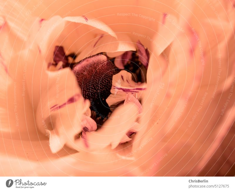 Close up of a tulip Tulip Tulip blossom Flower Spring Plant Blossom Blossoming Colour photo Close-up Macro (Extreme close-up) Nature Deserted Detail Pink