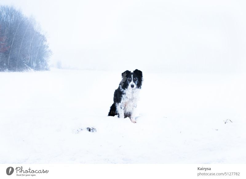 Border collie in snow Dog Snow border collie Pet Cute Exterior shot Animal Nature Freedom farsightedness Fog foggy Loyalty Heidi old lady Love Eternity