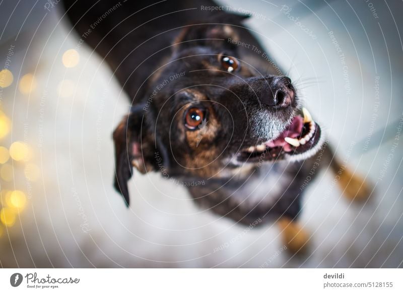 Licorice nose, portrait of dog with focus on his nose Dog Puppydog eyes dog's nose Animal Pet Close-up Animal portrait Snout Animal face Cute Love of animals