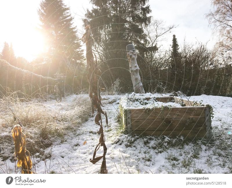 The days are getting longer. Snow Winter Garden Sun Idyll idyllically Back-light Cold White Garden plot raised Nature Exterior shot Frost Landscape Deserted