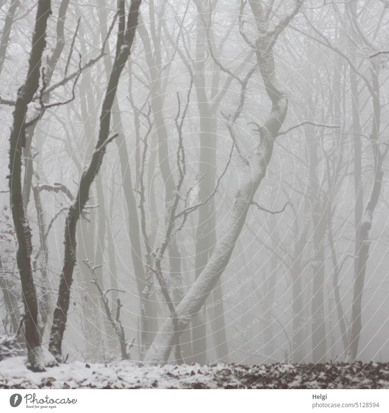 bizarre mist winter forest Winter Fog Forest trees Winter forest Cloud forest Winter mood Misty atmosphere chill Frost Snow Winter's day Nature Cold