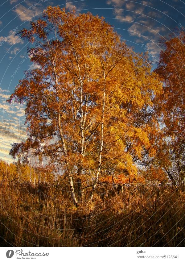 Golden autumn. Birch in autumn colors Autumn Autumnal colours autumn colours autumn mood Autumnal weather Autumn leaves Autumnal landscape Birch tree birches