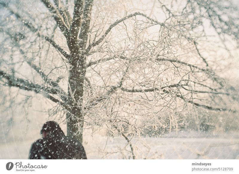 The snow trickles quietly Snow trickling snow Snowfall Winter Winter walk winter fun bare tree evening light Frost Cold freezing cold Nature Tree Winter mood