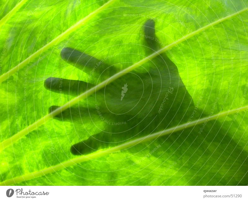 touching the sun Light Summer Hand leaf abstract god