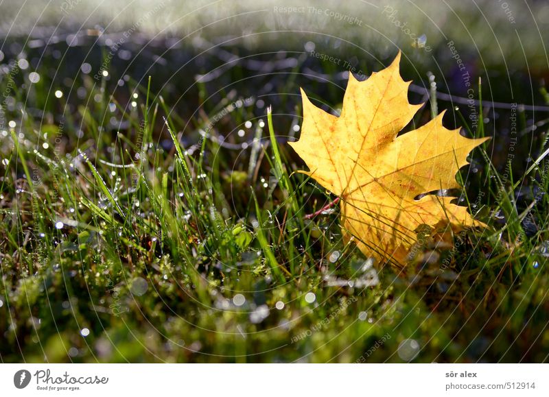 Beautiful weather Nature Plant Autumn Climate Climate change Weather Leaf Lawn Grass Maple leaf Fresh Wet Yellow Green Change Seasons Dew Autumn leaves Autumnal