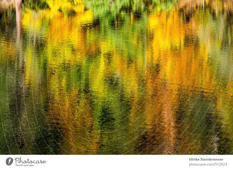 Lake Bear 2013 | Herbstaquarell Environment Nature Landscape Plant Water Autumn Beautiful weather Tree Bushes Park Forest Waves Lakeside bear lake Movement