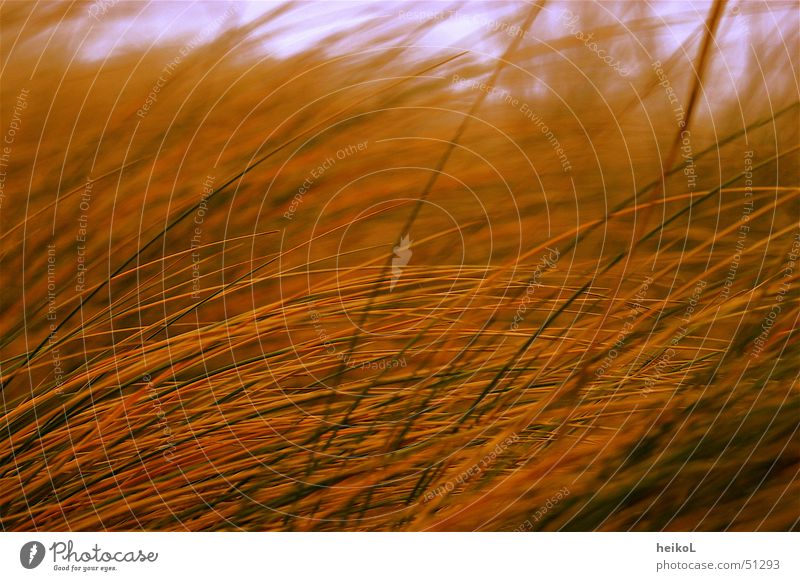 Sunset in the dunes Beach Grass skaage Denmark Beach dune marram grass