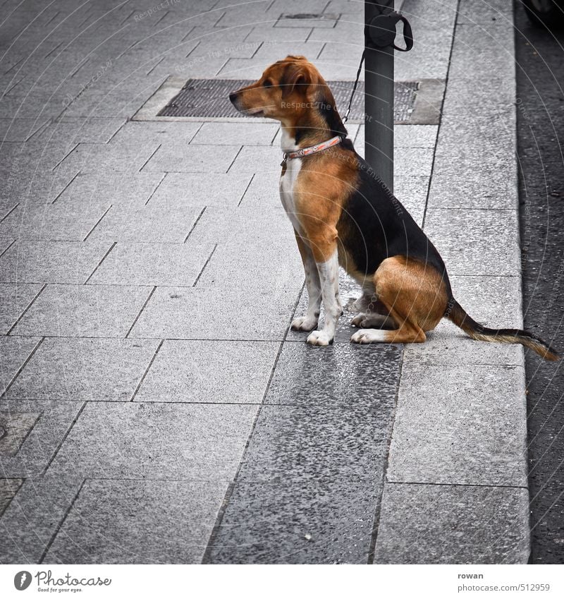 Where's mistress? Pet Dog Sit Wait Watchfulness Disciplined Loyalty Love of animals Patient Sidewalk Anticipation Chained up Dog lead Leashed Colour photo