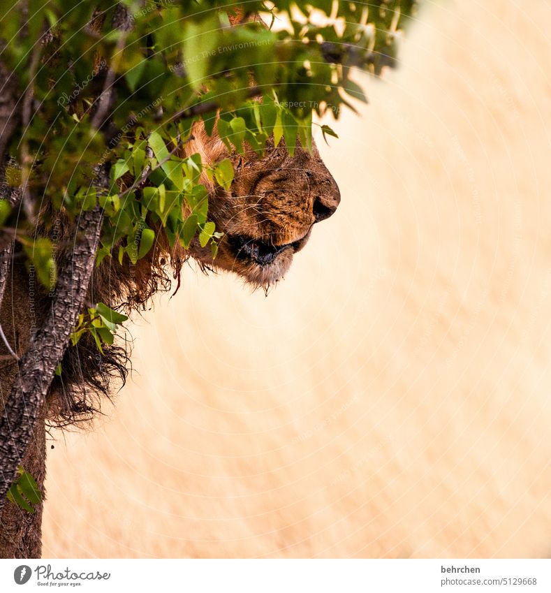 *3 0 0* royal Animal portrait blurriness Deserted Exterior shot Colour photo Animal protection Risk Hunting Land-based carnivore Dangerous Force Fantastic