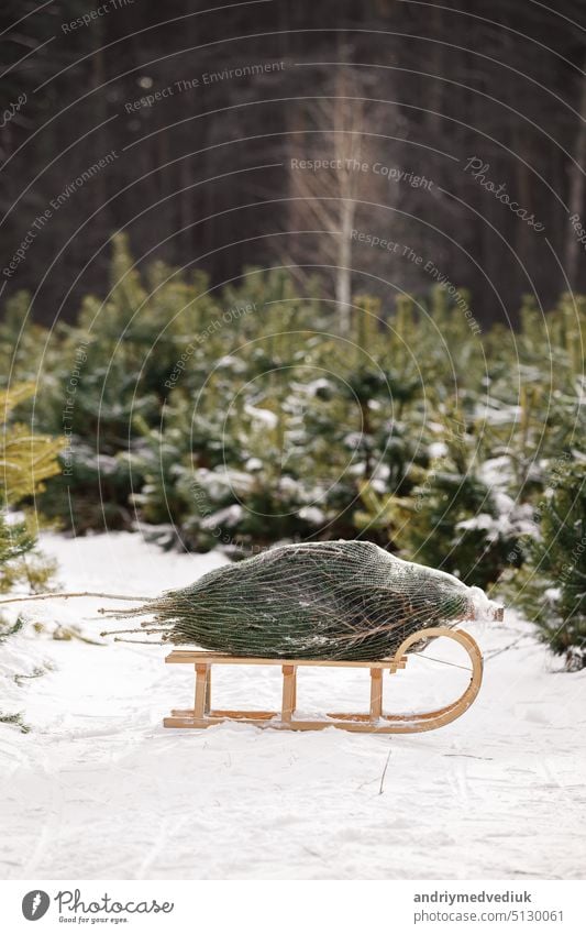 Beautiful Xmas postcard. Fir tree in net bought in market on wooden vintage sleigh in snowy forest. Ready celebrated winter holiday. New Year vacation, festive background