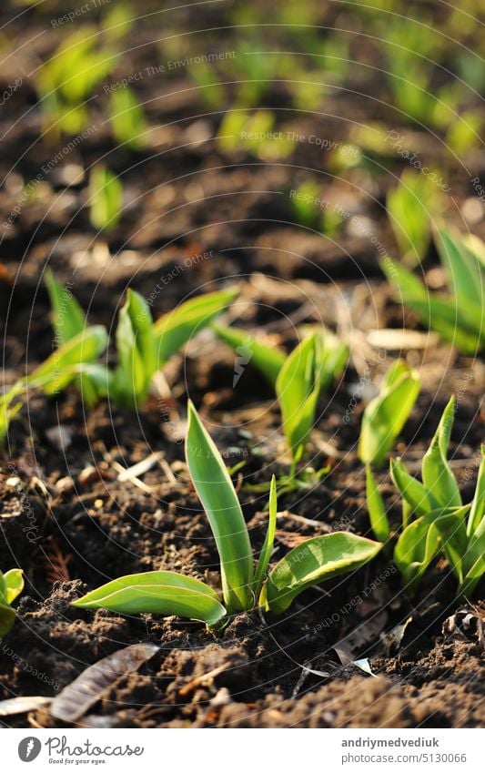 Tulips are growing. Early sprouts of tulips in a row in the park on a sunny day. Sunlight on sprout tulips. selective focus agriculture garden green fresh