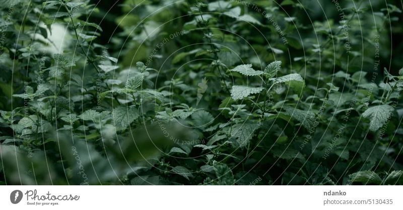 Growing mint bushes in the garden on a summer day leaf green grow growing herb nature nobody outdoor peppermint plant sunny aromatic botanical flora foliage