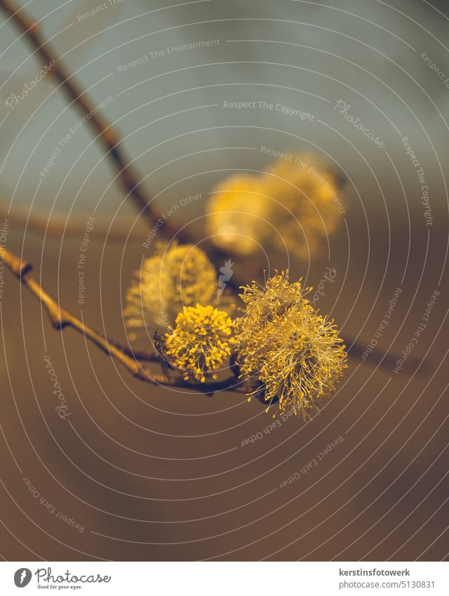 willow catkin Spring Catkin Plant Nature Soft Willow tree Blossom Twig Bushes Branch Colour photo Blossoming Bud Detail Close-up Delicate Exterior shot