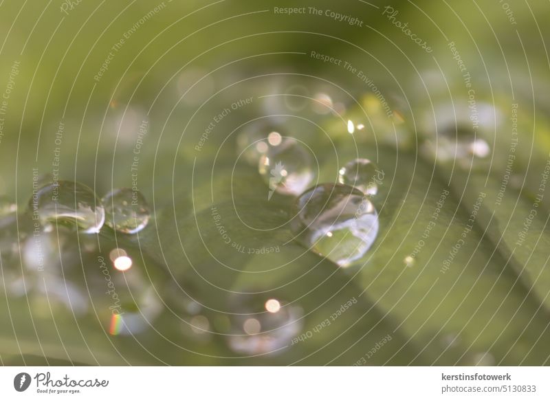 Drops with reflection Water Drops of water Rain Wet Macro (Extreme close-up) Close-up Plant Damp Reflection Leaf Structures and shapes Detail Dew Foliage plant