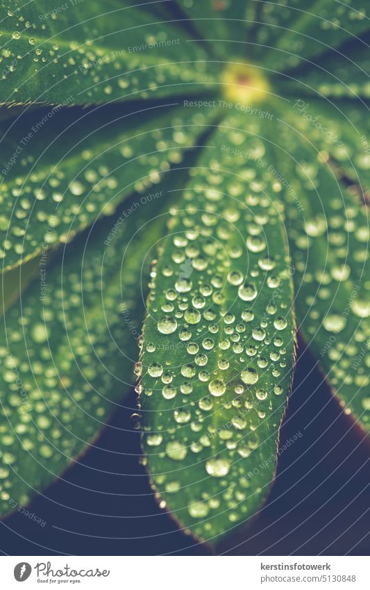 Raindrops on a leaf Drop Water Drops of water Wet Close-up Macro (Extreme close-up) Plant Nature Damp Green Leaf Foliage plant Structures and shapes