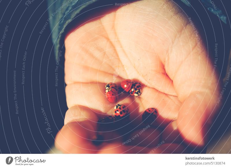 Ladybird in the hand Beetle Red Animal Insect Close-up Crawl Nature Colour photo Good luck charm Shallow depth of field Hand Happy Spring hold in one's hand