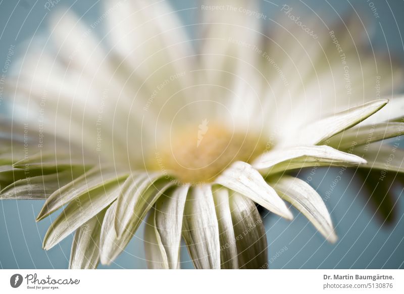 Inflorescence of a white Gerbera hybrid Hybrids cultivated breed variety inflorescence blossom White from South Africa Ornamental flower composite asteraceae