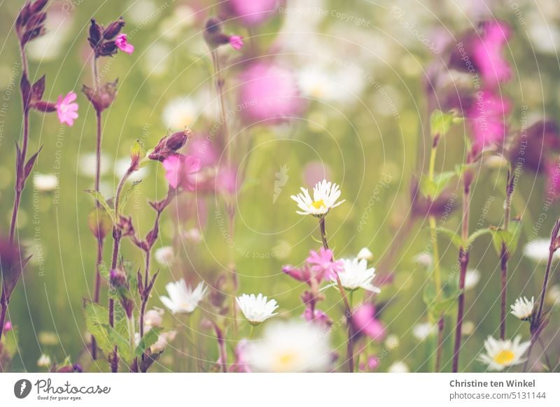 Longing for summer Flower meadow Fragrance Summer Meadow daisies summer meadow romantic fragrant Marguerite Early daisy low-fat marguerite idyllically