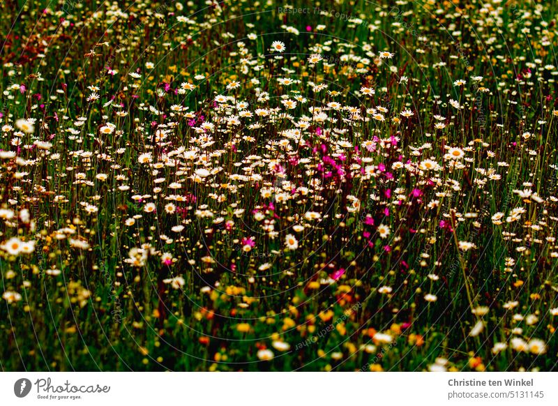 Flowering meadow Blossom Nature Summer Environment Environmental protection Honey flora wild flowers blossom Insect repellent pretty naturally Summery