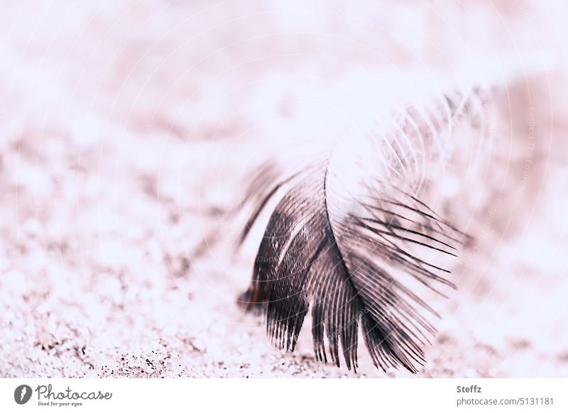 Spring at the bottom Feather feather light as a feather Easy Ease gossamer Delicate Fine Doomed Smooth Graceful Fallen Black Disheveled Soft Small Near Symmetry