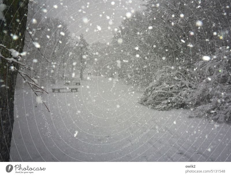 Carpet of snow Snowstorm snow flurries Winter forest snowed over idyllically winter landscape Enchanted forest Fabulous Weather trees chill Freeze Snowscape