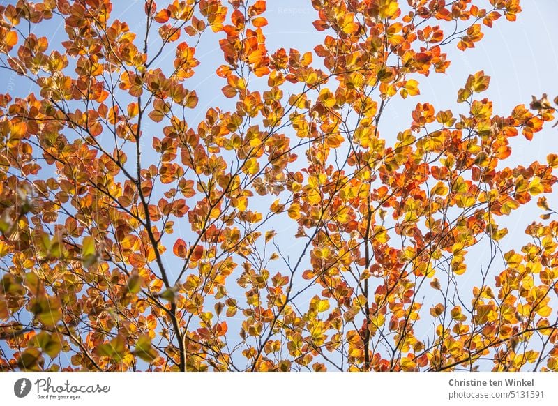 Freshly sprouted leaves of copper beech on a beautiful day in May New growth Upward twigs Twigs and branches Leaf Seasons Tree Worm's-eye view Orange Change