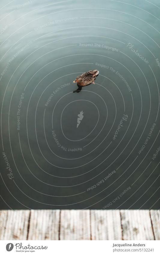 a female duck swims in a lake near a wooden pier Swimming Duck Bird Animal water Lake Pond Water Colour photo Feather Nature Waves Wild animal Reflection