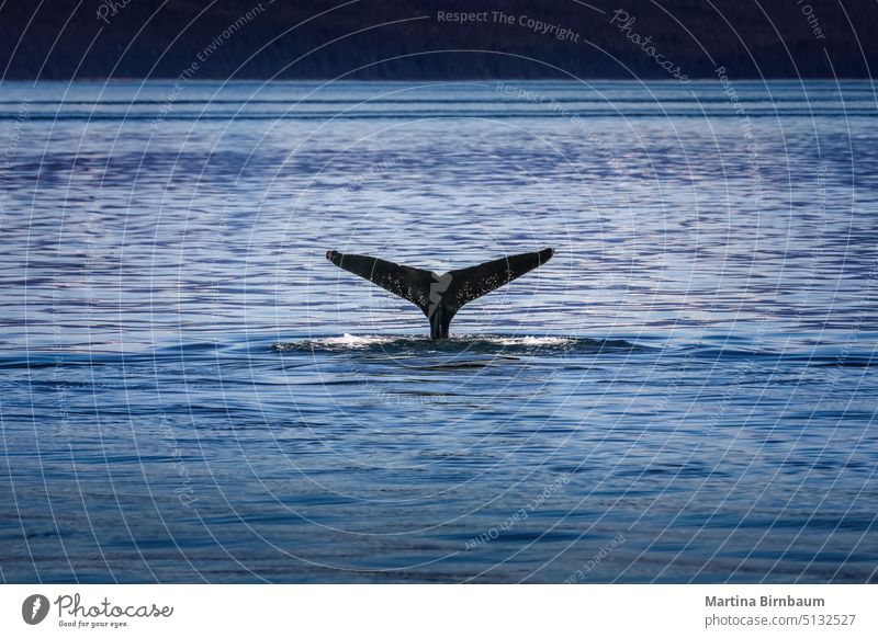 Whale fin in the cold alaskan waters ocean tail nature wildlife whale big underwater animal humpback fluke mammal sea marine watching coast ecology cetacean