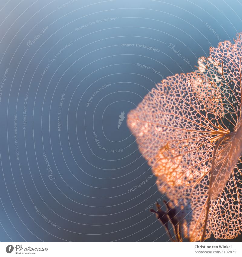 From the petal of the hydrangea only the leaf veins are still visible Blossom leave Hydrangea Hydrangea blossom Faded Shriveled Transience Esthetic Close-up