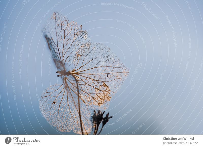 From the petal of the hydrangea only the leaf veins are still visible Blossom leave Hydrangea Hydrangea blossom Transience Shriveled Faded Esthetic Close-up