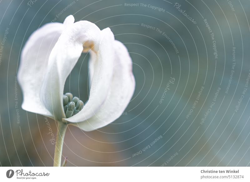 The still closed flower of the flowering dogwood surrounded by the white bracts Blossom white blossom Flowering Dogwood American flower dogwood Cornus florida