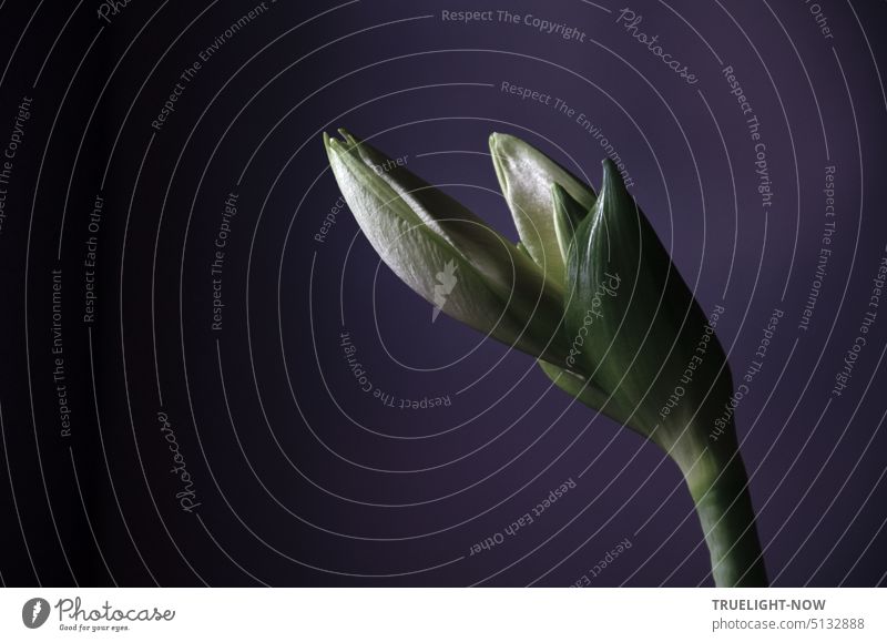 Powerful flower buds of white amaryllis Hippeastrum against dark wall in morning light White amaryllis amaryllidaceae Amaryllis Bud bulb flower Closed Flower