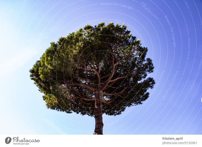 Tree veins | Pine tree crown Stone pine Nature Italy Exterior shot Sky Plant Treetop Branchage Leaf Tall