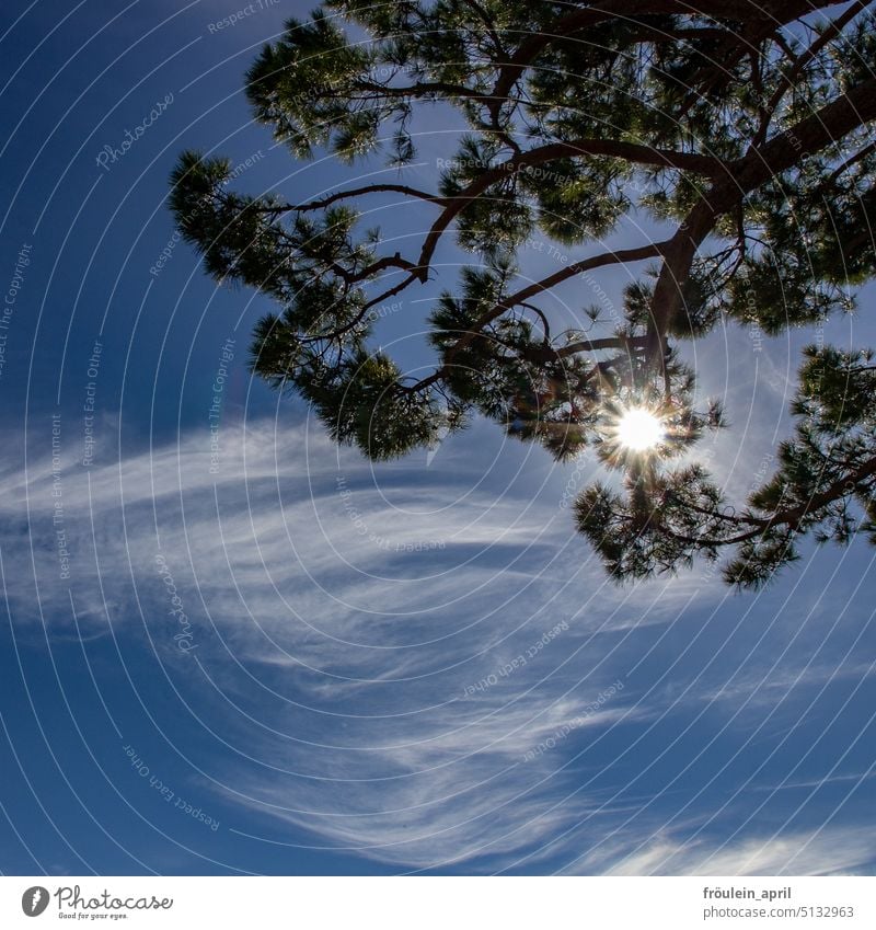 Blown away clouds on sun in tree Sky Clouds Clouds in the sky Sky blue Beautiful weather Cloud formation Weather Sunlight Nature Climate Sunbeam Tree Treetop