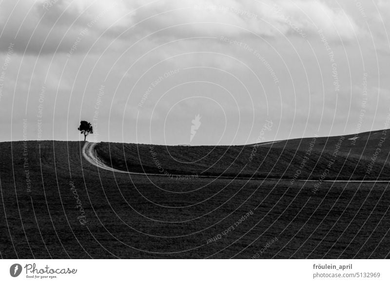 A tree in the open countryside, go by and talk to it Tree Landscape Hill Nature Sky Day Exterior shot Clouds Mountain Deserted Far-off places Plant