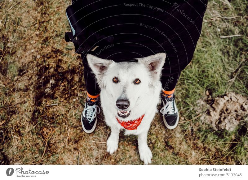 Swiss shepherd bitch Swiss Shepherd Dog White Shepherd dog love Man Dog Team white shepherd dog Rostock Forest Mecklenburg-Western Pomerania Pet Animal portrait