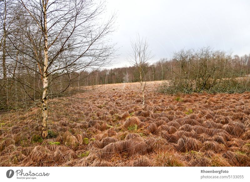 The Black Moor in the Bavarian Rhön at the border triangle of Hesse, Thuringia and Bavaria black bog Bog fladings moorland Grass Tuft of grass Winter grasses